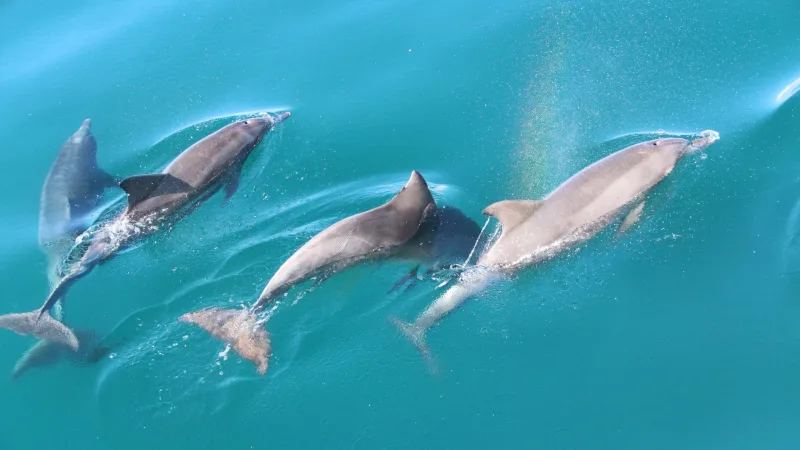 Four bottlenose dolphins swimming just below the surface of clear turquoise water, seen from above
