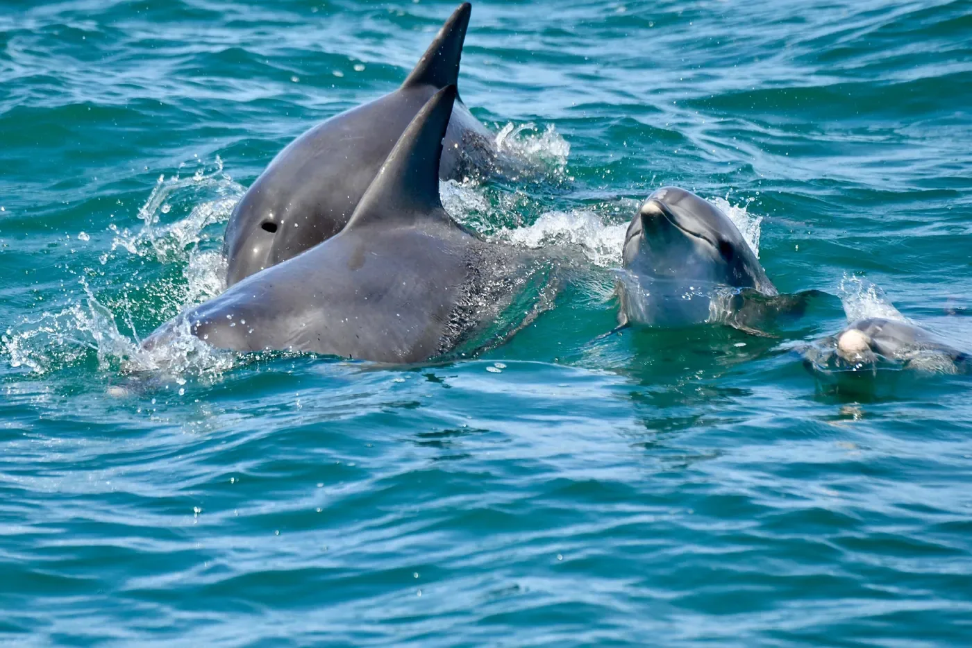 Two adult bottlenose dolphins breaking the surface, with a younger dolphin lifting its head beside them
